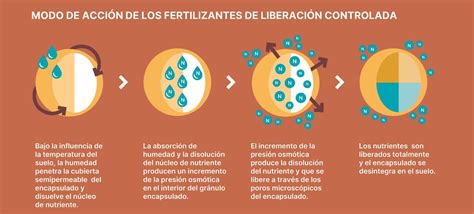 infografía comparando la liberación de nutrientes de fertilizantes tradicionales, de liberación lenta y de liberación controlada a lo largo del tiempo