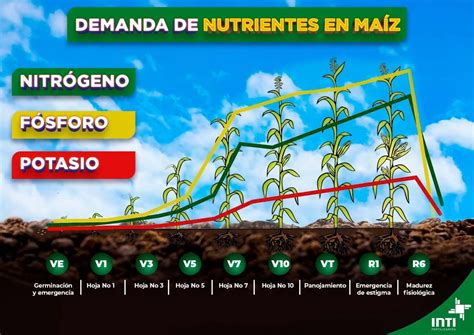 infografía comparativa de rendimientos de maíz con y sin fertilización nitrogenada foliar en diferentes ensayos