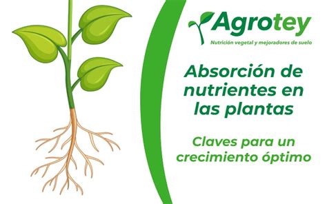esquema mostrando la absorción de nutrientes a través de las hojas
