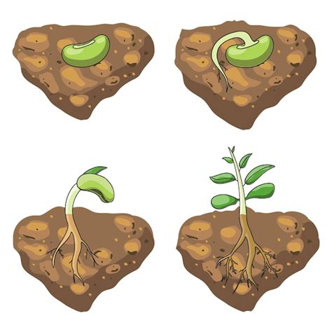diagrama ilustrando la ubicación de la semilla y el fertilizante en diferentes métodos de aplicación
