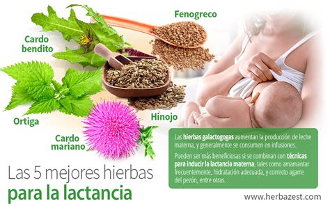 Tabla de hierbas para suprimir la lactancia materna