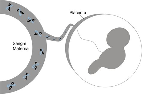 Esquema sobre la transferencia de anticuerpos de la madre al bebé a través de la leche materna durante una infección.