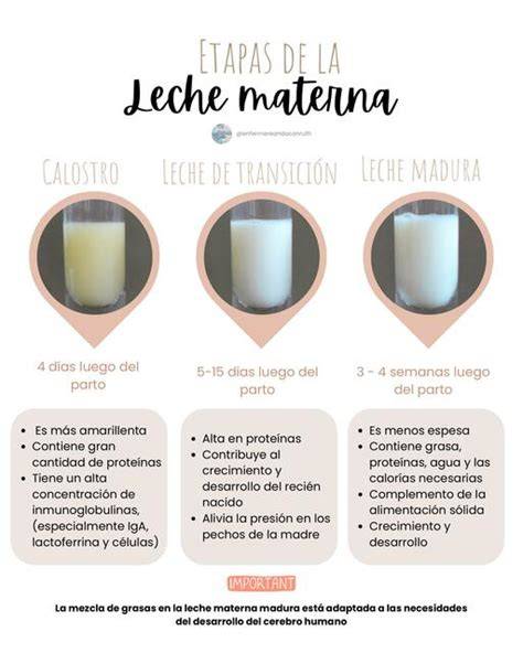 infografía sobre las tres etapas de la leche materna: calostro, leche de transición y leche madura con sus respectivas características