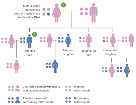 Infografía que muestra la herencia del ADN mitocondrial de la abuela a través de la madre