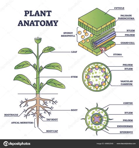 ilustración que muestra la estructura de una planta y sus componentes reproductores