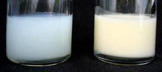 esquema comparativo entre la leche inicial (más acuosa/azulada) y la leche final (más grasa/opaca)