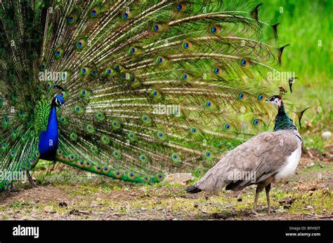 Esquema anatómico comparativo entre el macho y la hembra de pavo real resaltando el dimorfismo sexual