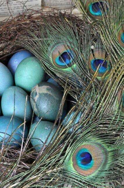 Fotografía de un nido de pavo real con huevos en un entorno natural
