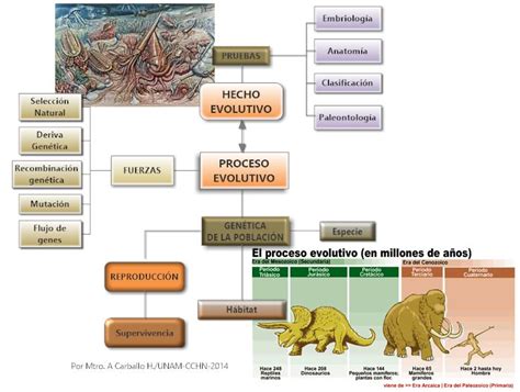 Esquema evolutivo que muestra la relación entre el urus primitivo y el actual toro de lidia.