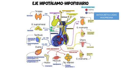 Esquema del sistema endocrino involucrado en la lactancia, mostrando la interacción entre la hipófisis, el hipotálamo y las glándulas mamarias.