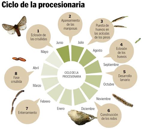 Esquema ilustrado del ciclo de vida de la procesionaria: desde la puesta de huevos hasta la fase de crisálida subterránea.