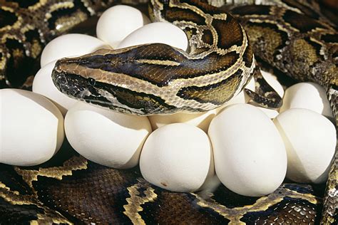 Ilustración de una serpiente ovípara poniendo huevos