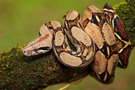 Foto de una boa constrictor dando a luz a sus crías