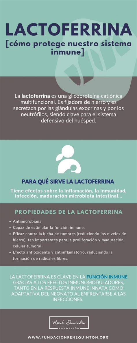 Infografía comparativa: Funciones de la lactoferrina, lisozima y oligosacáridos (HMOs) en el sistema digestivo e inmune del bebé.