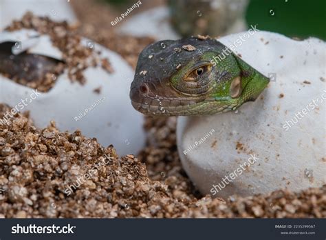 Fotografía de nido de iguana con huevos