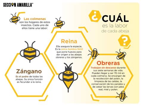 Esquema de la estructura de una colmena mostrando las celdas de cría, diferenciando entre celdas de reina, obrera y zángano (más grandes).