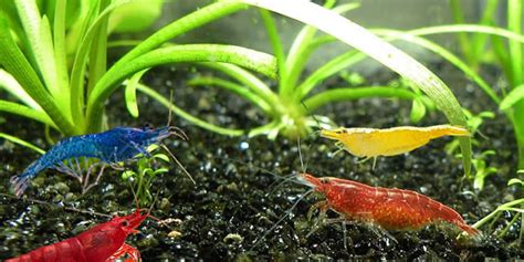 Esquema del ciclo de vida de las gambas de acuario