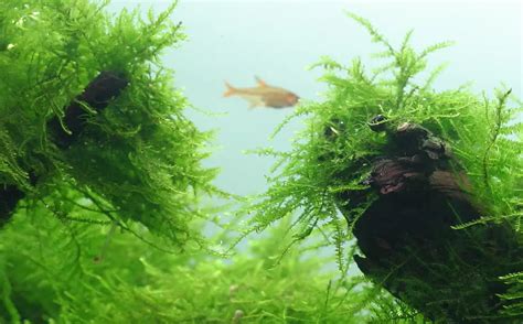 Acuario densamente plantado con musgos y plantas de rizoma, ideal para gambas