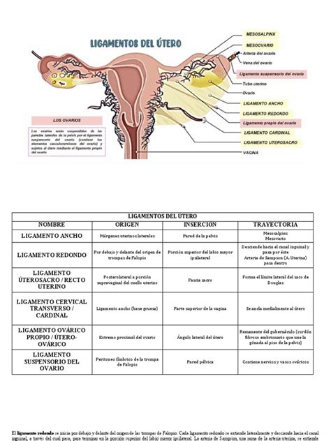 Esquema anatómico del útero y su función en la sexualidad femenina.