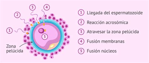 Ilustración de la reacción acrosómica y el contacto del espermatozoide con la zona pelúcida