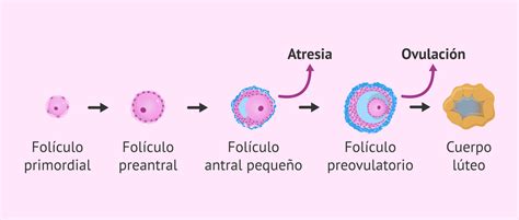 Gráfico comparativo de la atresia folicular con y sin anticonceptivos
