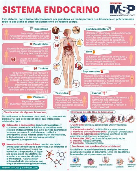 Infografía sobre las causas principales: genética (50%), inmunológica, anatómica, endocrina y factores de estilo de vida.