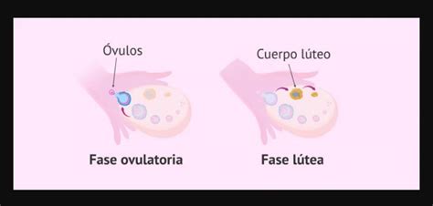 Esquema de la formación del cuerpo lúteo en el ovario a partir de un folículo post-ovulación