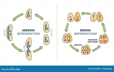 Esquema comparativo de reproducción sexual y asexual
