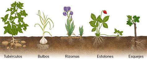 Infografía de los diferentes tipos de tallos modificados para reproducción asexual (rizomas, estolones, bulbos, tubérculos, cormos)