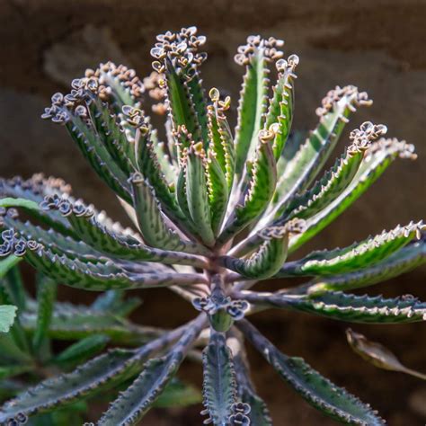 Fotografía de un cultivo de Kalanchoe daigremontiana