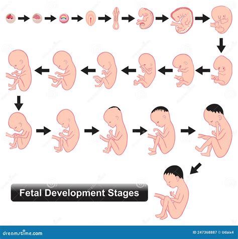 diagrama del desarrollo fetal a las 16 semanas de gestación