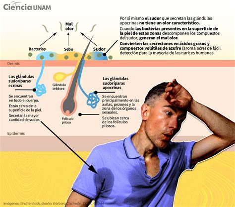 Esquema que muestra la pérdida de minerales a través del sudor durante el ejercicio y cómo las bebidas con electrolitos ayudan a recuperar el equilibrio interno.