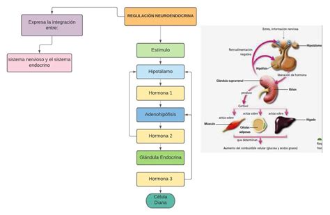 Esquema neuroendocrino que muestra la relación entre el fotoperiodo, la glándula pineal, la melatonina y la regulación hormonal (GnRH, FSH, LH) en la yegua.