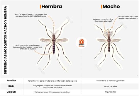 Esquema visual que muestra la diferencia anatómica entre machos y hembras para su correcta separación.