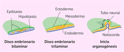Ilustración de la migración celular durante la gastrulación y formación del disco trilaminar
