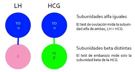 Esquema explicativo de las subunidades de la hormona hCG (alfa y beta)