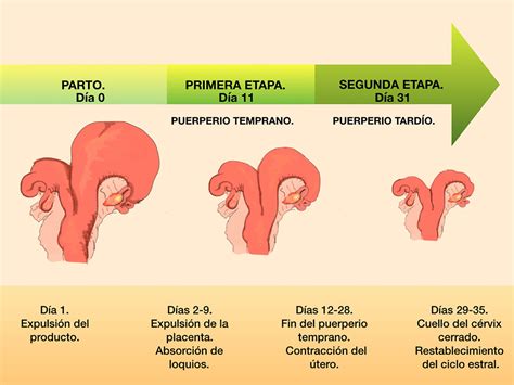 Esquema anatómico mostrando la involución uterina desde el postparto inmediato hasta la recuperación del tamaño original.