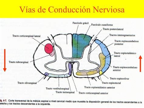 Esquema de las vías nerviosas afectadas en el síndrome de Horner