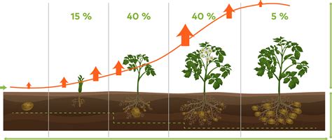 esquema de aplicación de fertilizantes en diferentes etapas del cultivo de patata