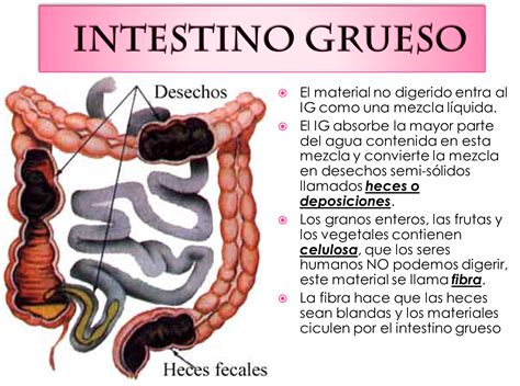 Esquema del intestino grueso con representación de la flora bacteriana