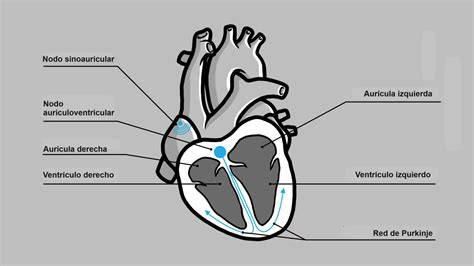 Esquema del sistema eléctrico del corazón: comparación entre un latido sinusal normal y un foco ectópico en aurículas o ventrículos.