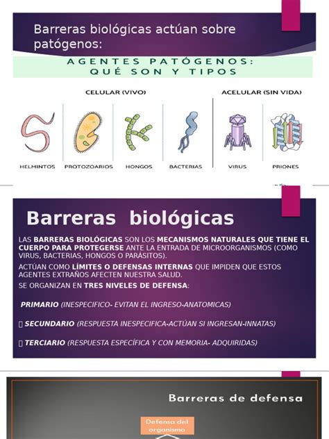 Esquema de niveles mostrando las barreras biológicas, zonas ácidas y los recursos energéticos que el jugador debe esquivar o recolectar.