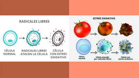 Esquema de cómo los radicales libres y la inflamación dañan las células y el colágeno de la piel