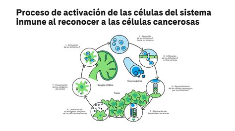 Ilustración del mecanismo de acción de la inmunoterapia específica (ITE), mostrando la desviación de la respuesta TH2 a TH1 y la inducción de células reguladoras.