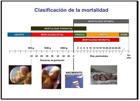Esquema explicativo de las fases de la mortalidad perinatal y neonatal y su período de cálculo