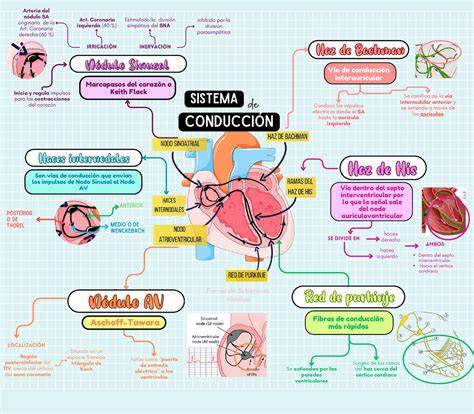 Esquema del sistema de conducción cardíaca con foco ectópico