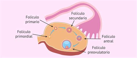 Ilustración esquemática de los ovarios y el ciclo menstrual, mostrando la formación de folículos y ovulación.
