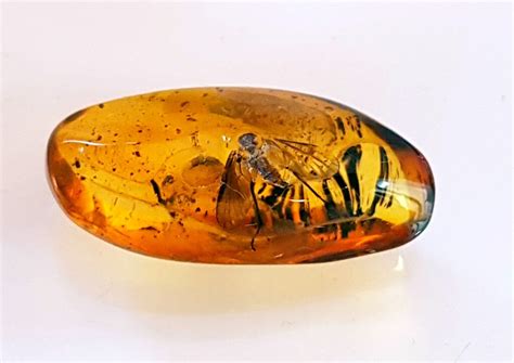 Imagen de un ostrácodo fosilizado en ámbar