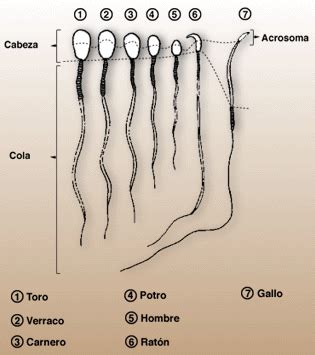 Ilustración comparativa del tamaño de diferentes espermatozoides animales