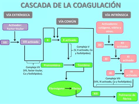 Diagrama del modelo clásico de la cascada de coagulación, mostrando las vías intrínseca, extrínseca y común.
